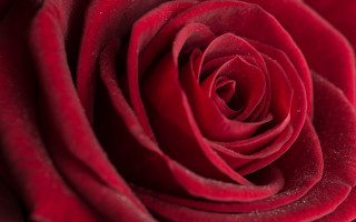 Red rose water droplets macro 63 - petal and petals free wallpaper