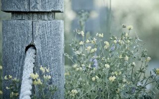 Water spout garden flowers fence - assemblage free wallpaper