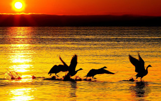 Birds sunset water dawn silhouette - a group of birds free wallpaper