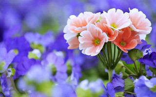 Flower field blue pink bokeh - a bunch of flowers free wallpaper