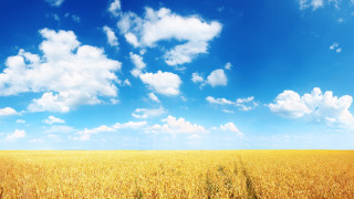 Wheat field horse blue sky - free sky wallpaper for desktop