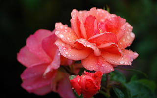 Pink flower water droplets macro 20 - green background free wallpaper