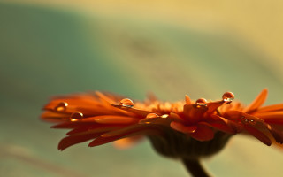 Flower water droplets sky macro - free rain wallpaper for desktop