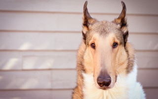Dog long ear white face - a brick wall behind free wallpaper