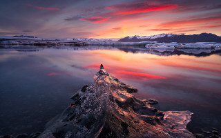 Tree stump water sunset icebergs - the distance free wallpaper
