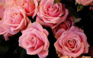 Pink roses bouquet macro flower - pink rose free wallpaper