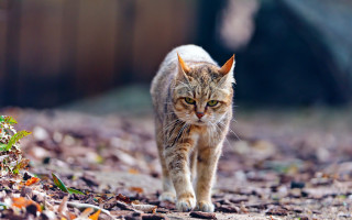 Cat walking woods leaves fence - a path free wallpaper