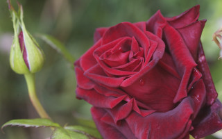Red rose water droplets budding - ann thetis blacker free wallpaper