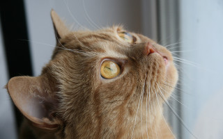 Cat yellow eyes nose ring - something outside free wallpaper
