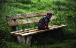 Black cat gothic forest illustration - a storybook illustration free wallpaper