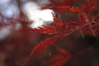 Red plant leaves blurry autumn - naturalism free wallpaper