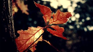 Leaf tree sunlight nature green - a leaf free wallpaper