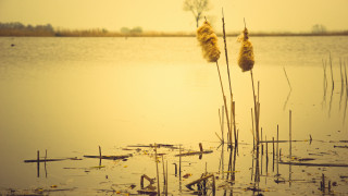 Lake plants water sunset silhouette - the water free wallpaper