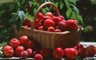 Basket apples trees leaves stilllife - the basket free wallpaper