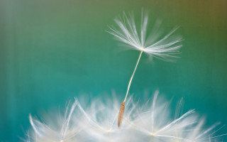 Dandelion white seeds wind green - the wind free wallpaper