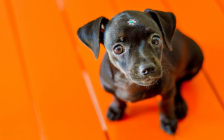 Black dog orange diamond hologram - a diamond free wallpaper