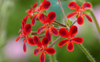 Red flower closeup butterfly leaf - the background and a blurry background free wallpaper