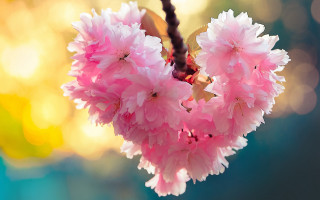 Pink flower closeup romantic sunset - a pink flower free wallpaper