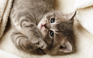 Kitten laying on blanket looking - a kitten free wallpaper