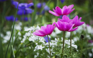 Flower field purple white butterfly - flower free wallpaper for desktop