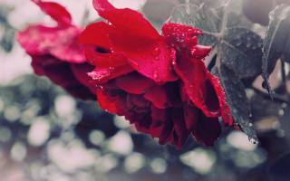 Red rose water droplets macro 14 - a red rose free wallpaper