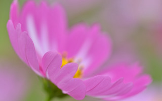 Pink flower macro blurry background 2 - f 8 aperture free wallpaper
