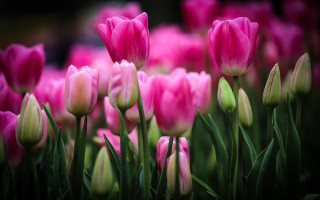 Pink flowers macro blurry background 2 - the grass together free wallpaper