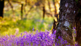 Purple flower wisteria mossy tree - flora macdonald reid free wallpaper
