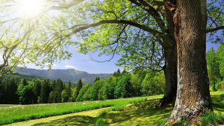 Tree mountain sunshine autumn bench - the leaf free wallpaper