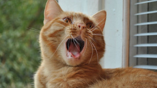Orange cat yawning outside window - a window sill free wallpaper
