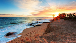 Sunset beach scene trees water - beautiful scenery free wallpaper for desktop