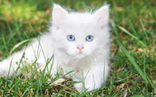 White kitten blue eyes grass 2 - curious free wallpaper