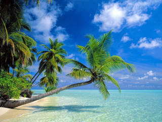 Palm tree beach clear water - palm tree free wallpaper