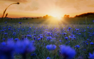 Blue flower field sunset clouds - impressionist free wallpaper