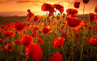 Red flower sunset clouds autumn - the sun free wallpaper