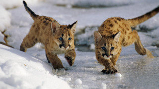 Lynx cubs running snow colorized - the snow together free wallpaper