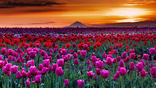 Flower field sunset mountain cloudy - a sunset in the background and a mountain in the distance free wallpaper
