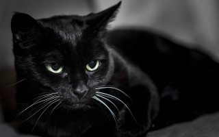 Black cat green eyes laying 5 - a white sheet free wallpaper