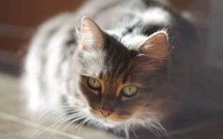 Cat looking camera tiltshift superflat - brenda chamberlain free wallpaper