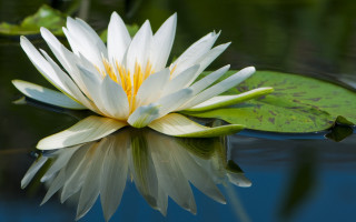 White water lily lotus nature - top of a lake free wallpaper