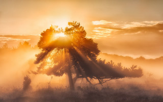 Tree fog sunshine crepuscular rays - crepuscular ray free wallpaper