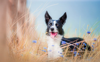 Dog tallgrass flower openmouth outdoors - tall grass free wallpaper