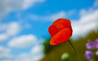 Red flower purple field blue - single free wallpaper