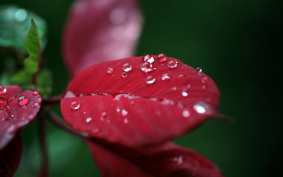 Red flower water droplets macro 24 - a green leaf in the foreground free wallpaper