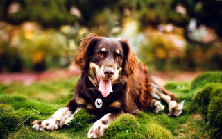 Dog grass tongue photorealism bokeh - its tongue free wallpaper