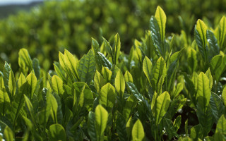 Green leaves sunlight blue sky - cao zhibai free wallpaper