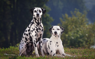 Dalmatian dogs grass outdoors precisionism - the other free wallpaper