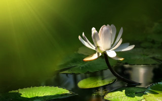 White flower pond lily lush - chang daichien free wallpaper