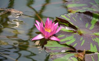 Pink flower pond lilies frog - a pond of water lilies free wallpaper