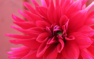 Pink flower green center vase - a pink flower free wallpaper